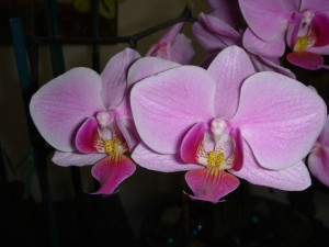 Copy of DSG-Jesolo 2005 006 50p